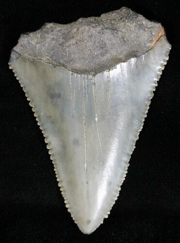 Fossil Great White Shark Tooth - #18534
